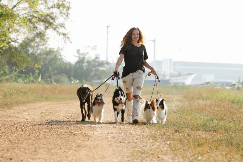 Dog Walking Schedule