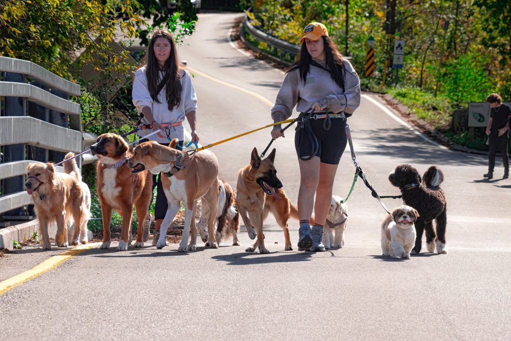 Dog Walking Schedule