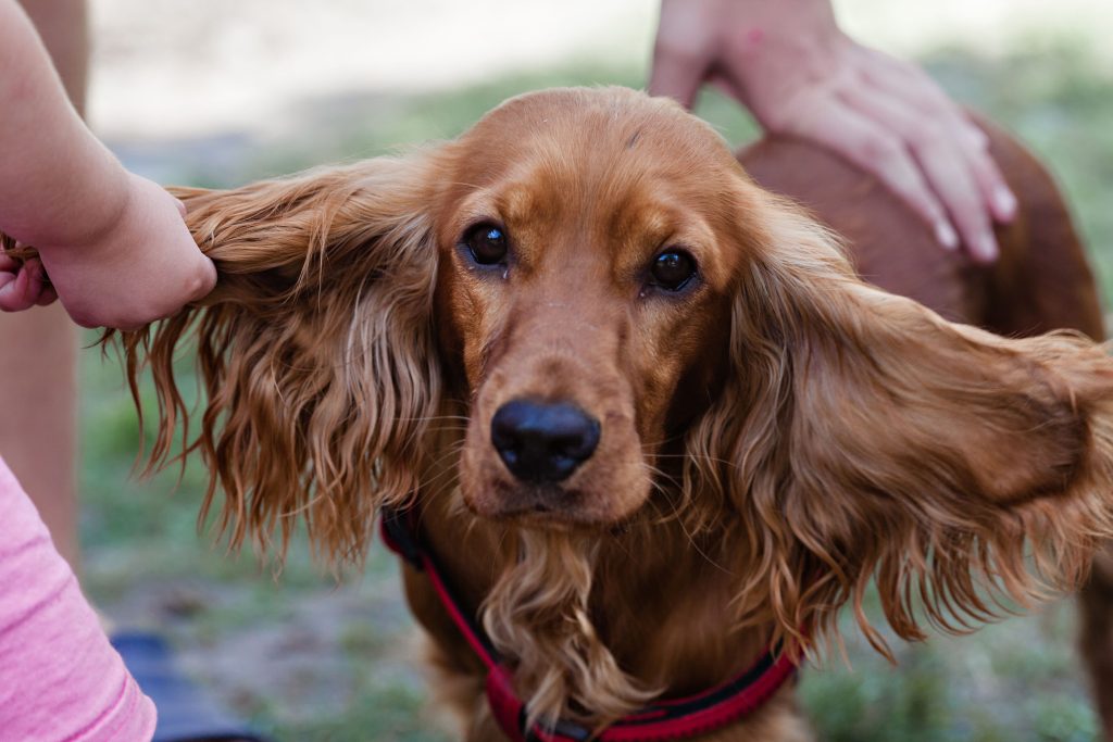 ear cleaner for dogs
