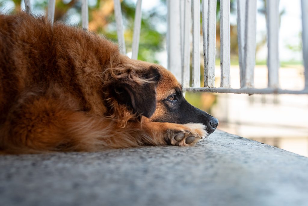 signs of canine depression
