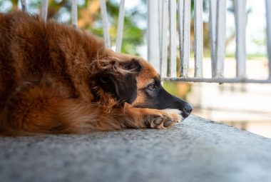 signs of canine depression