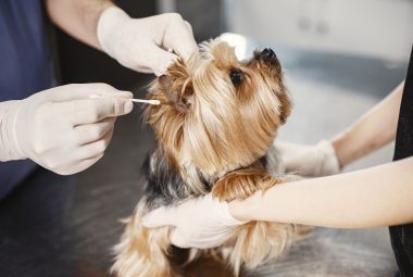ear cleaner for dogs