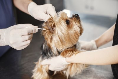 ear cleaner for dogs