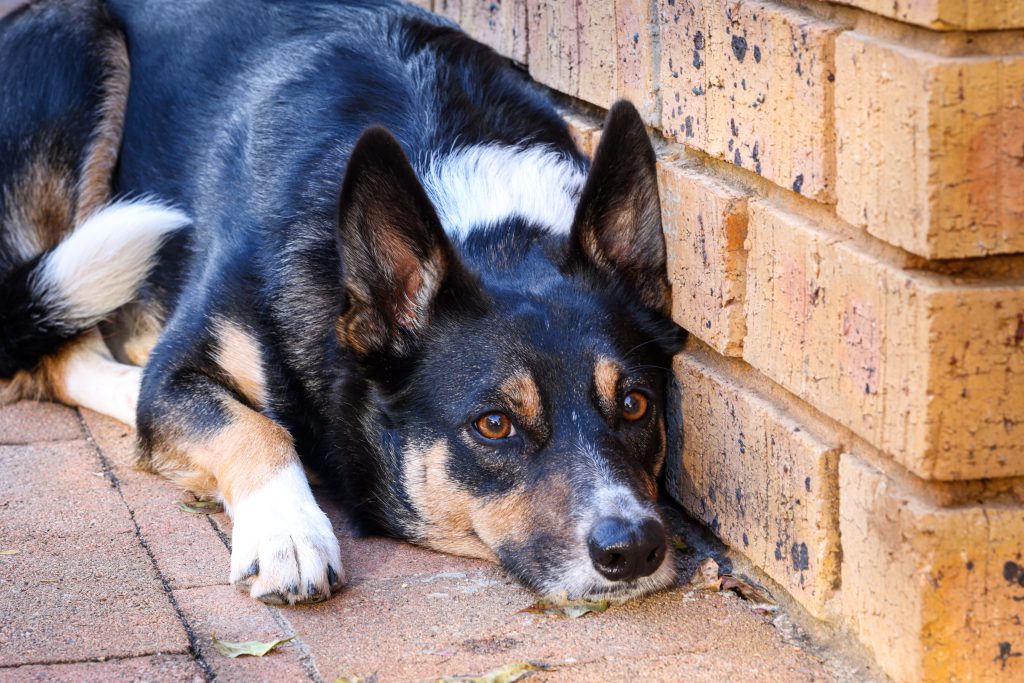 signs of canine depression