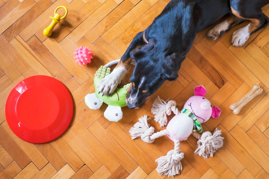 Dog Mental Stimulation Ideas