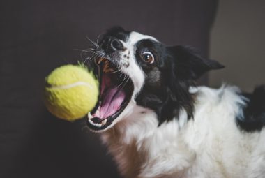 Dog Mental Stimulation Ideas