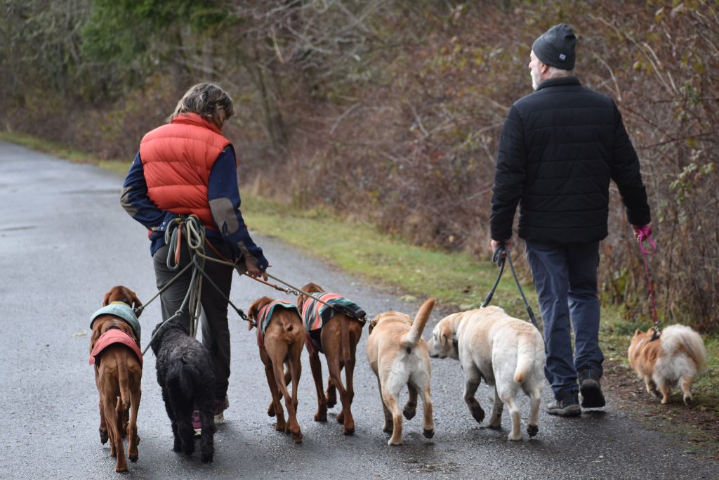 Dog Walking Schedule
