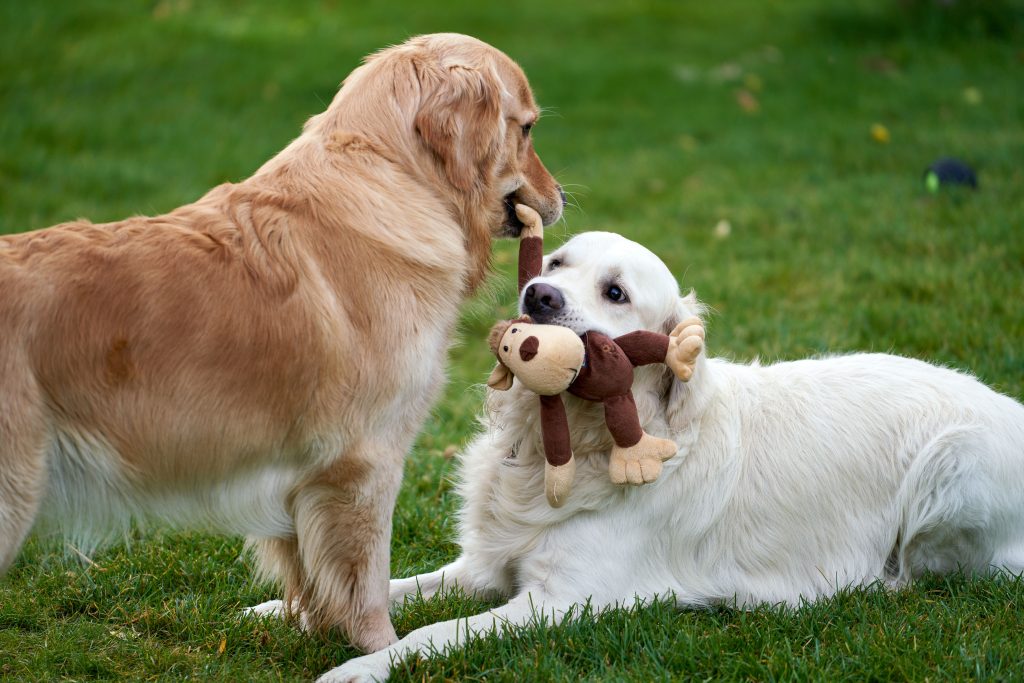 Interactive Dog Toys