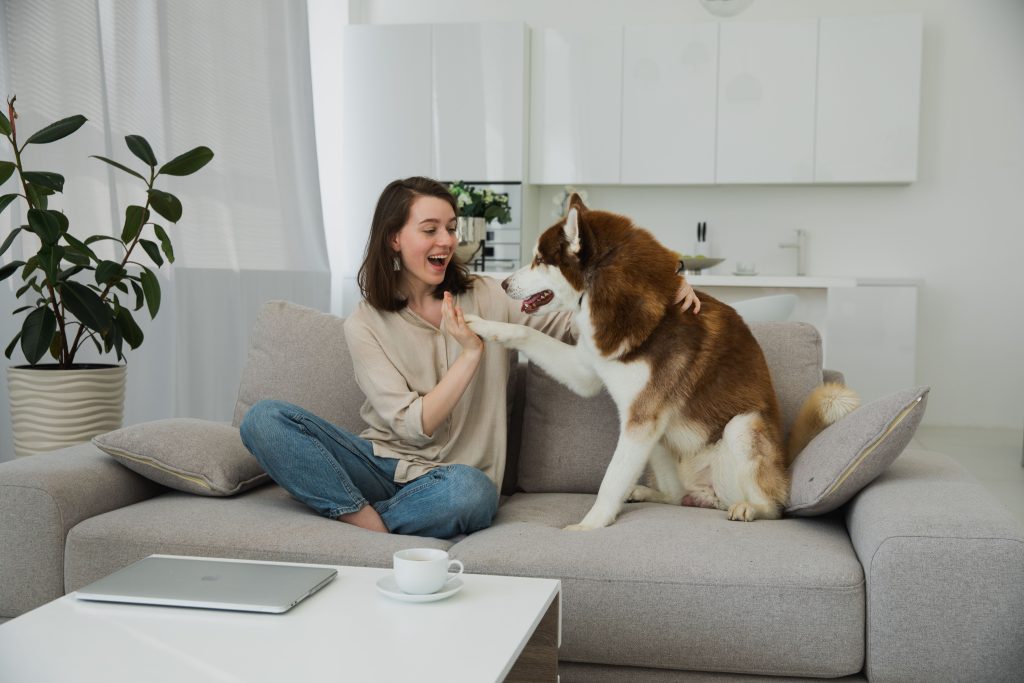 pet odor remover