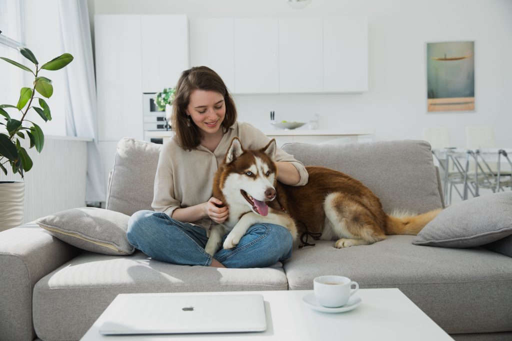 pet odor remover