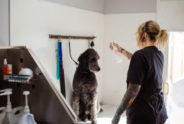 pet odor remover