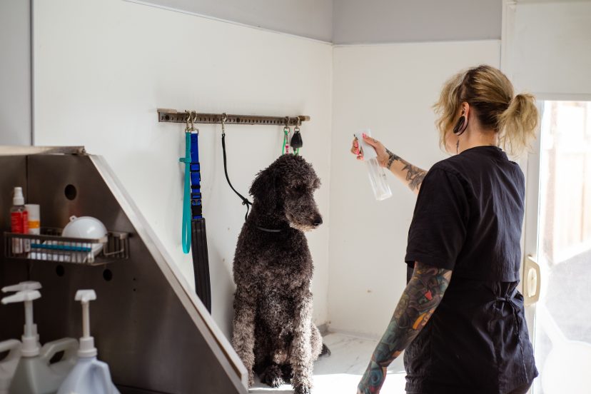 pet odor remover