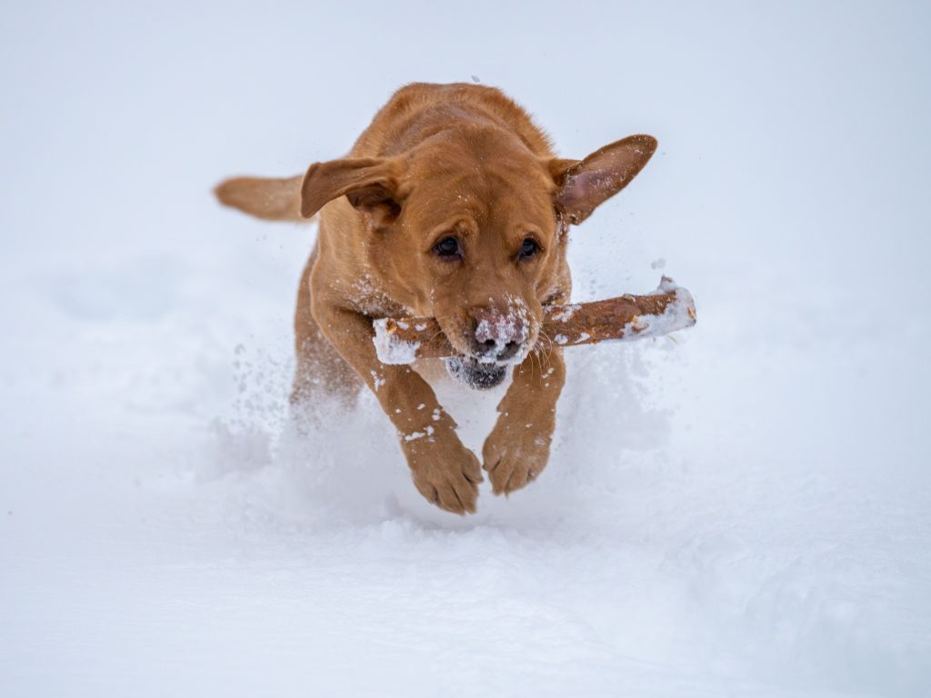 cold symptoms in dogs