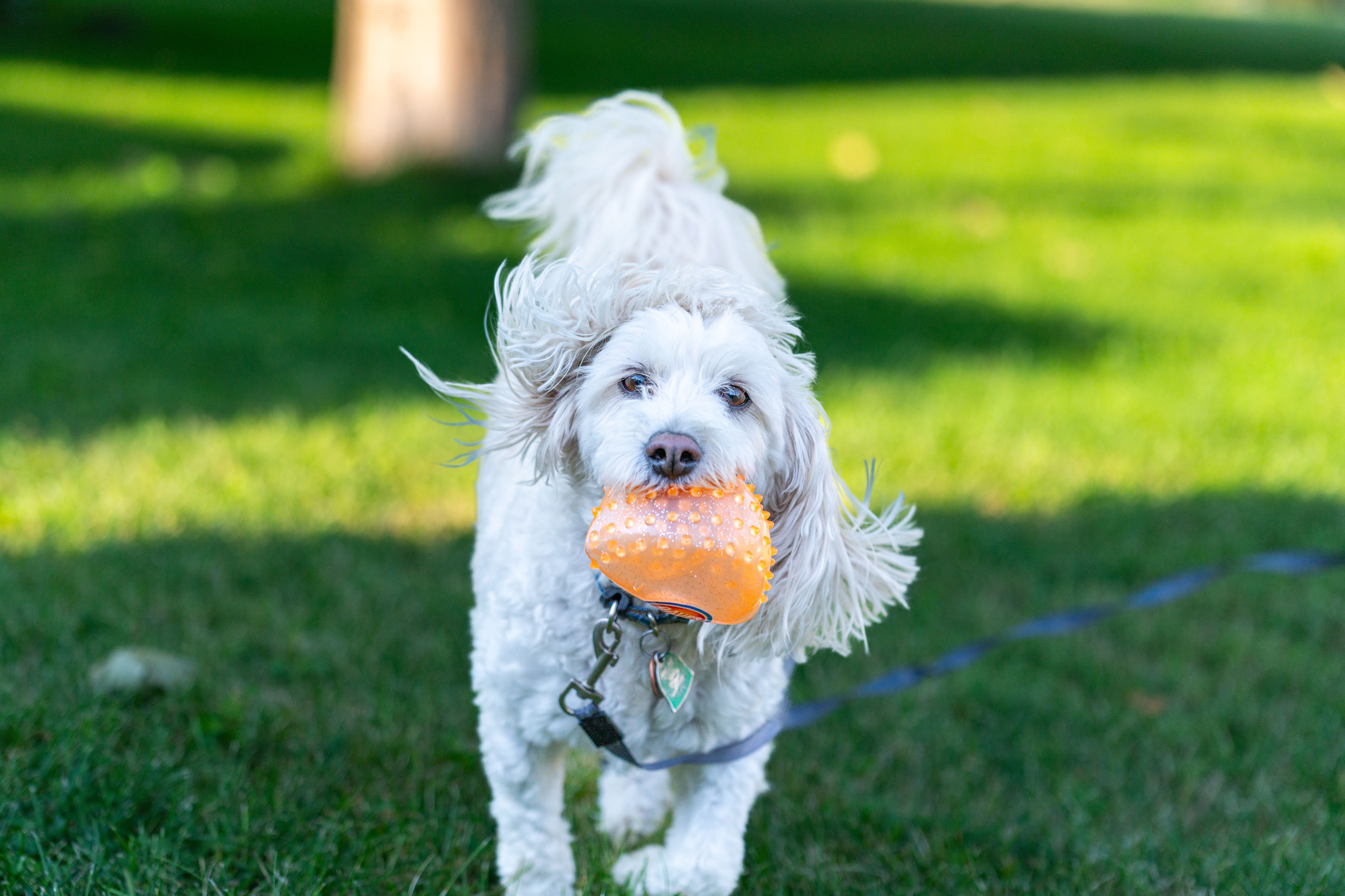 Interactive Dog Toys