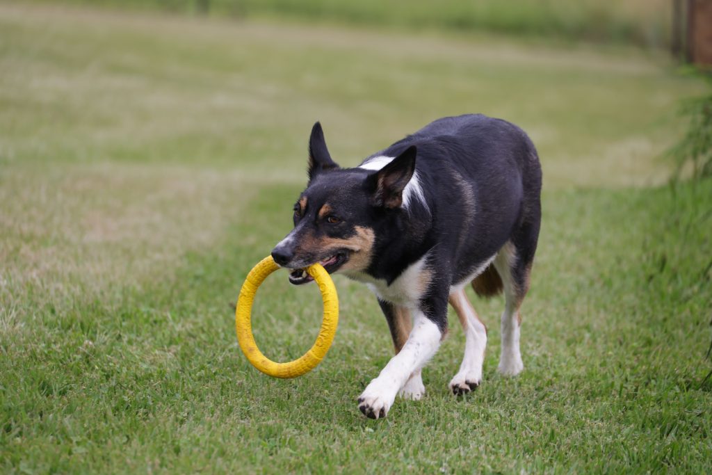 Interactive Dog Toys