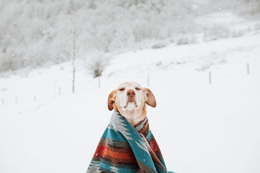 cold symptoms in dogs
