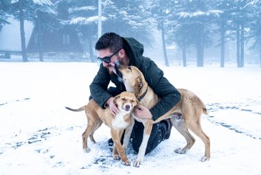 cold symptoms in dogs