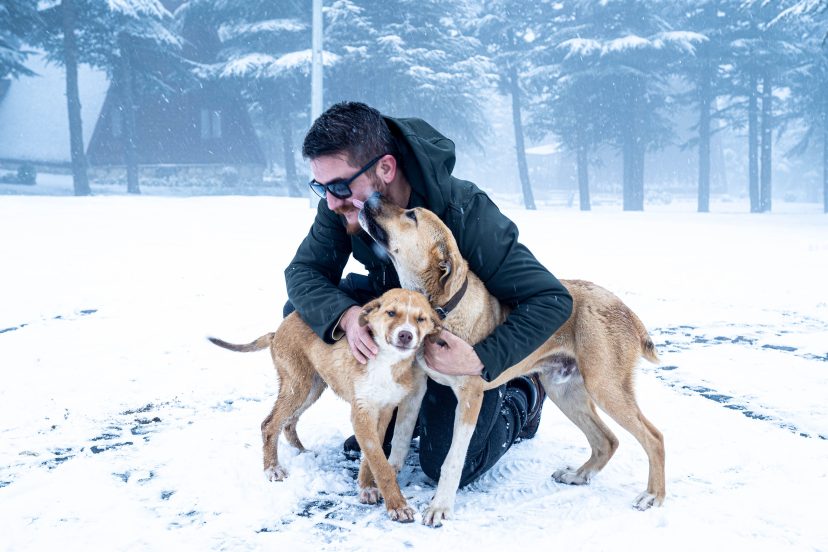 cold symptoms in dogs