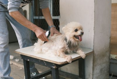 Dog Shedding Tools