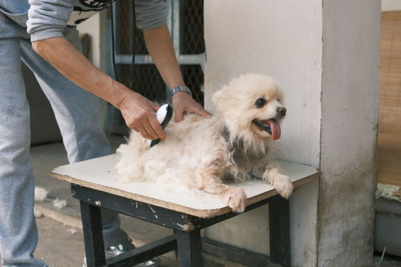 Dog Shedding Tools