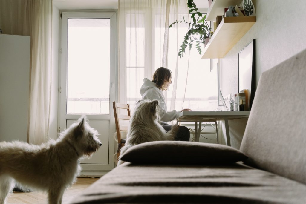 Dog Daily Routine