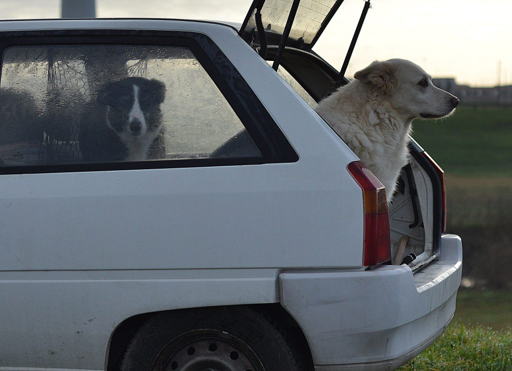 Dog Car Safety