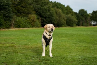 Best Dog Harness