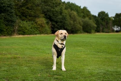 Best Dog Harness