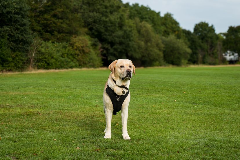 Best Dog Harness