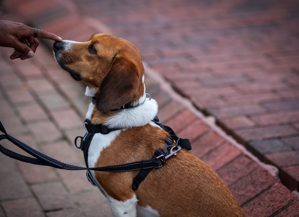 Best Dog Harness