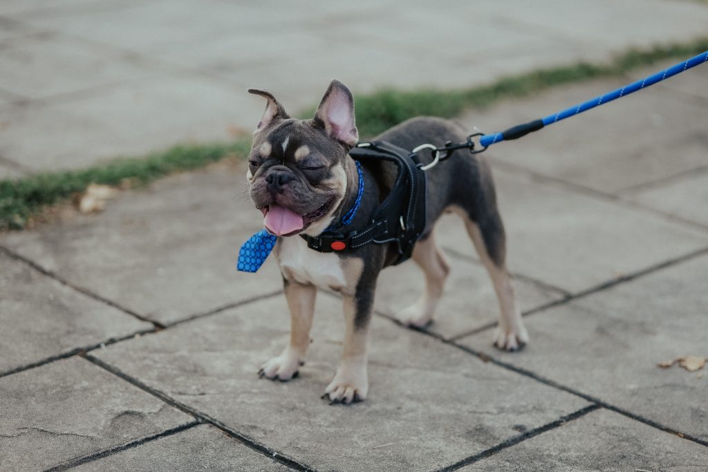 Best Dog Harness