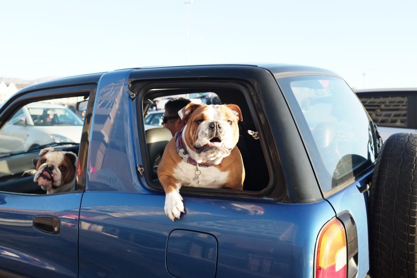 Dog Car Safety