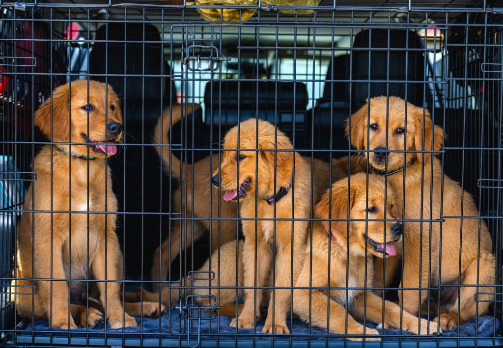 Dog Car Safety
