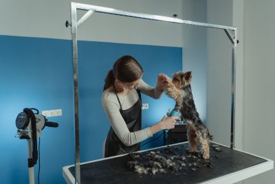 pet grooming table