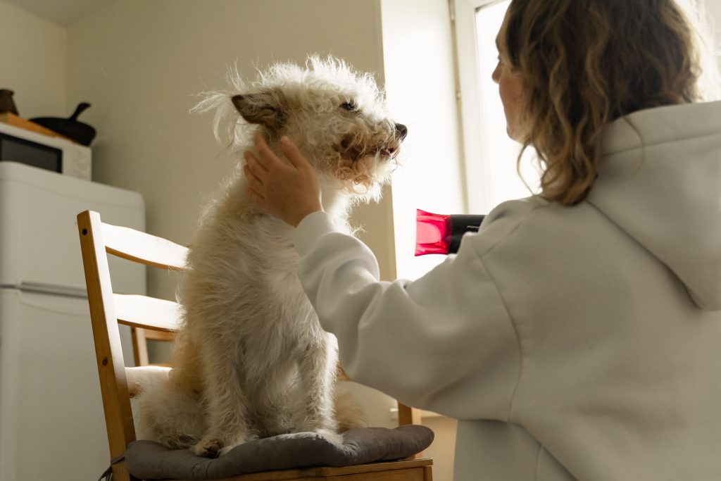 pet grooming dryer