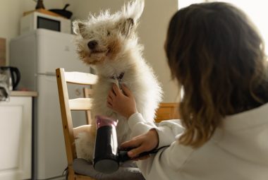 pet grooming dryer