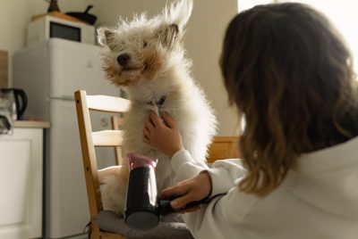 pet grooming dryer