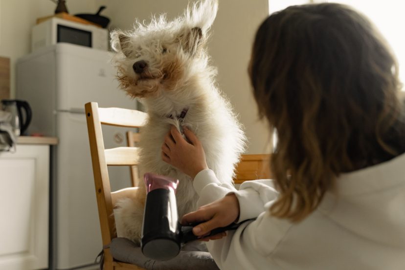 pet grooming dryer